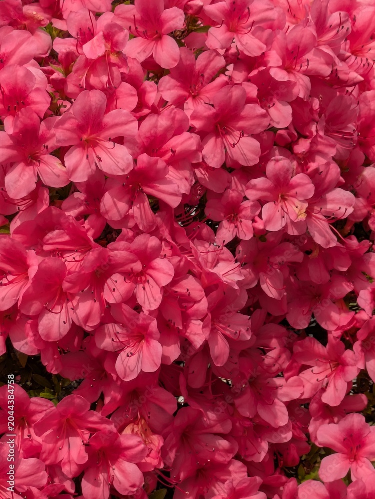 Fototapeta premium Dense Carpet of Vibrant Pink Azalea Flowers in Full Bloom Top View