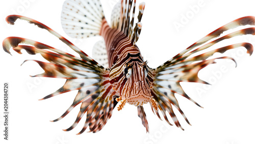 Konstfotografi Lionfish with spread fins and stripes