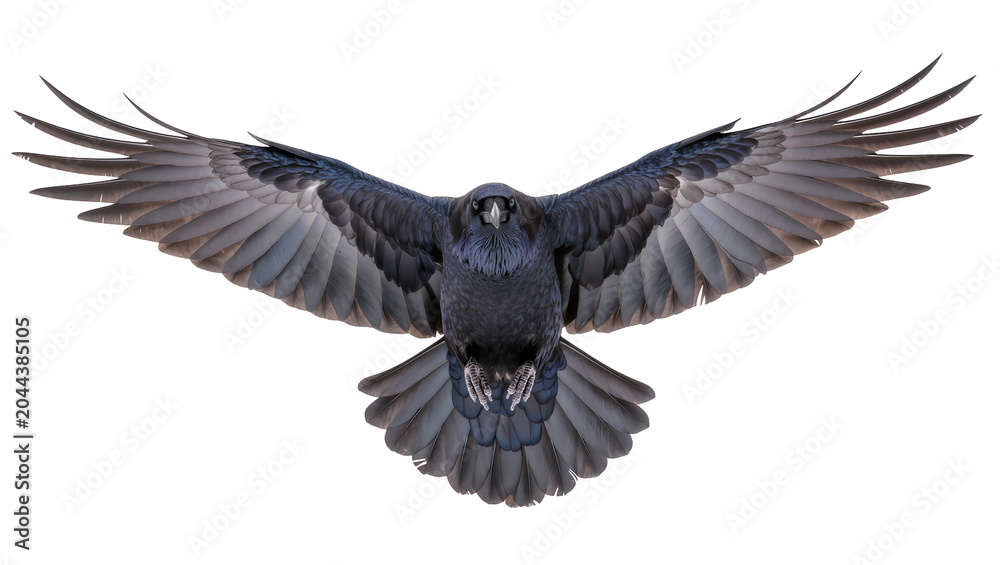 Fototapeta premium Raven bird with spread wings flying front view