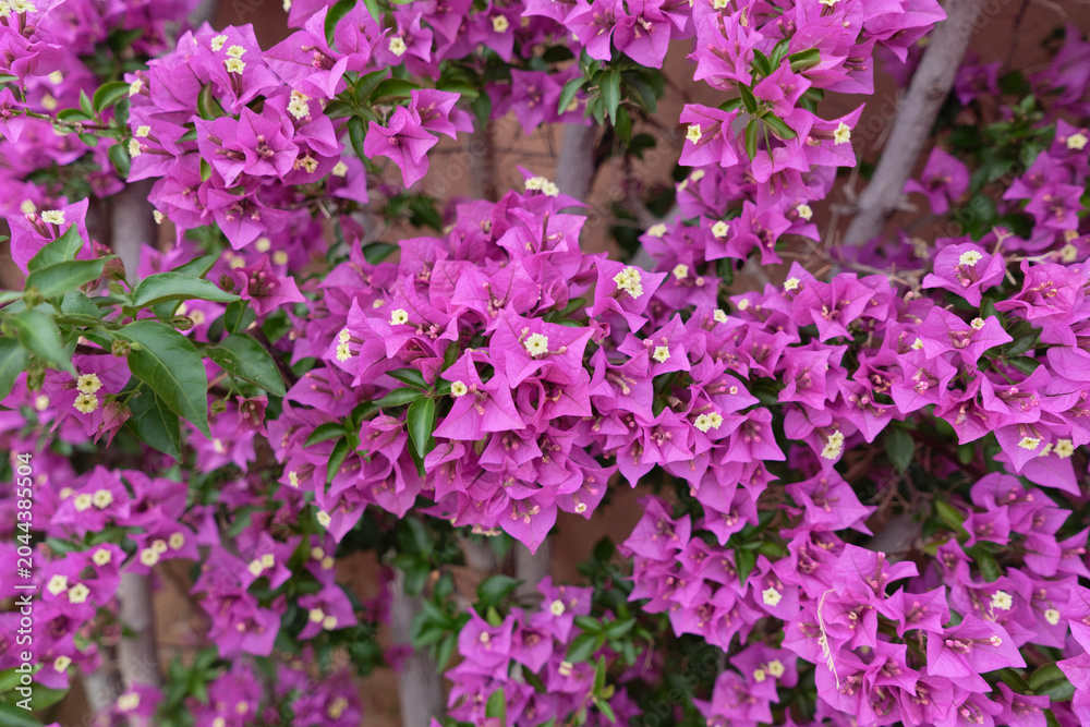 Fototapeta premium Bright purple bougainvillea flowers blooming densely on a garden wall. Mediterranean floral background for travel, landscaping and summer design.