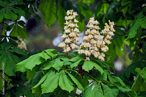 Blütenstand der Gewöhnlichen Rosskastanie ( Aesculus hippocastanum ).