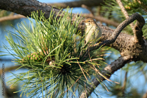 Foto Zilpzalp ( Phylloscopus collybita ).