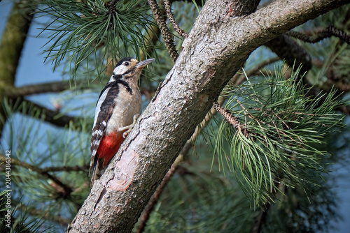 Buntspecht ( Dendrocopos major ).