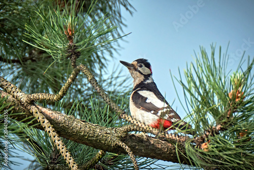 Buntspecht ( Dendrocopos major ).