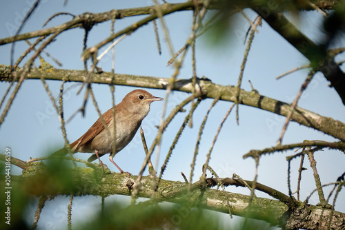Nachtigall ( Luscinia megarhynchos ).