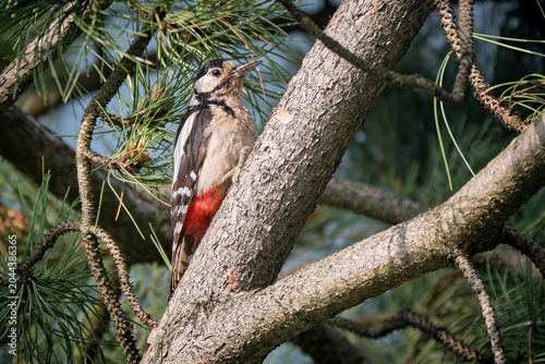 Buntspecht ( Dendrocopos major ).
