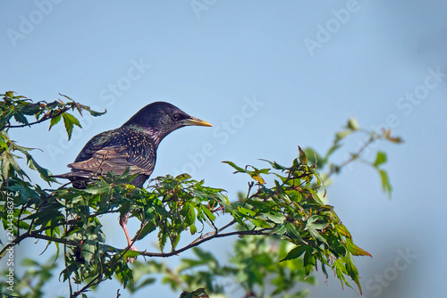 Star ( Sturnus vulgaris ).