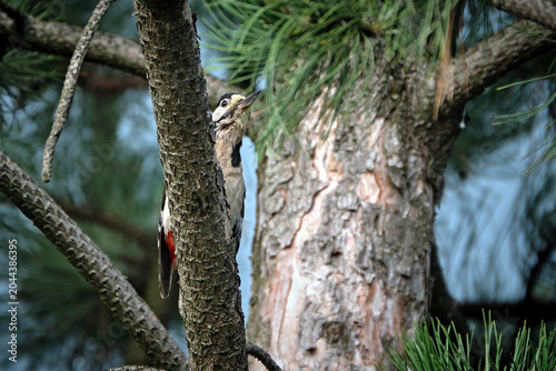 Buntspecht ( Dendrocopos major ).