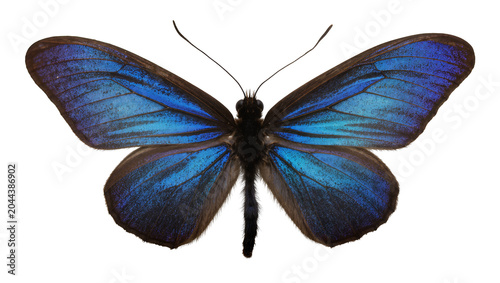 Photos Blue Morpho Butterfly with Iridescent Wings