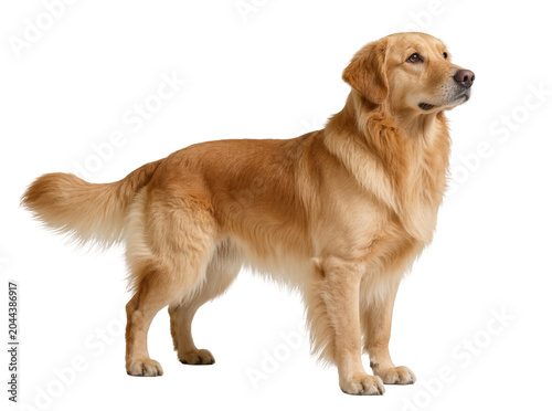 Photography Golden Retriever dog standing profile view