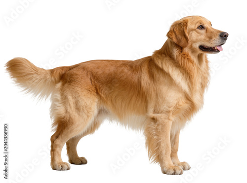 Quadro su tela Golden Retriever dog standing profile view tongue out