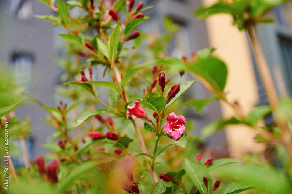 Fototapeta premium Close-up of a Weigela shrub with pink flowers and buds against a blurred building backdrop. Spring bloom.