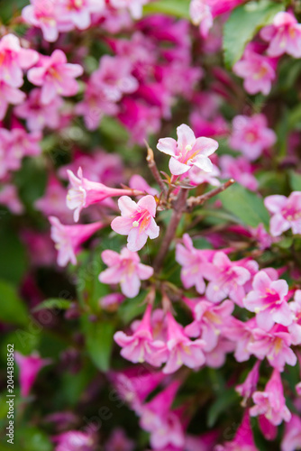 Beautiful Pink Weigela Flowers Blooming in a Lush Garden with Soft Bokeh Background - Spring Floral Concept
