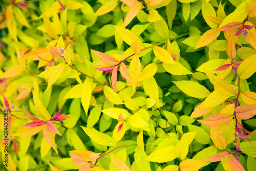 Vibrant Golden Spiraea Japonica Leaves Background with Fresh Spring Growth and Pinkish Orange Tips
