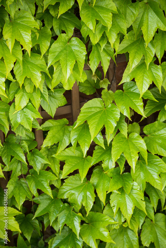 Vibrant Green Boston Ivy Leaves Covering a Garden Lattice Trellis - Lush Vertical Foliage Background for Nature and Landscaping Projects
