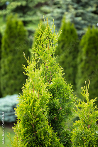 Vibrant Green Thuja Occidentalis Arborvitae Branch Close-up in a Summer Garden - Beautiful Evergreen Conifer Tree for Landscaping and Privacy Fencing
