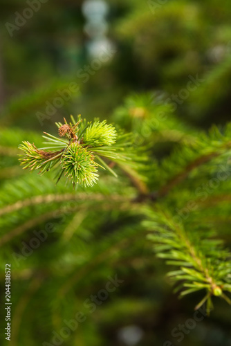 Macro Close-up of Fresh New Light Green Growth on a Coniferous Fir Tree Branch in Spring Forest with Blurred Background
