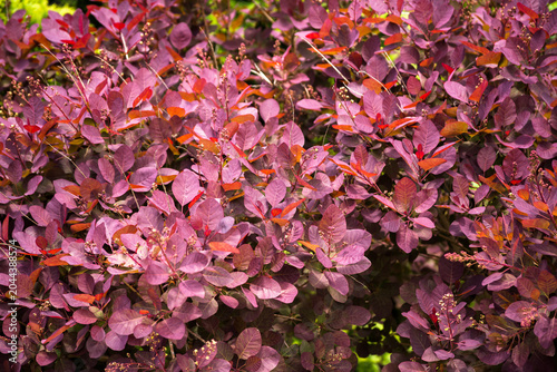 Vibrant Deep Purple and Burgundy Foliage of an Ornamental Smoke Tree Shrub in a Sunny Garden Background
