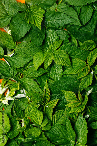 green raspberry leaves on fermentation