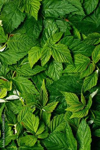 green raspberry leaves on fermentation