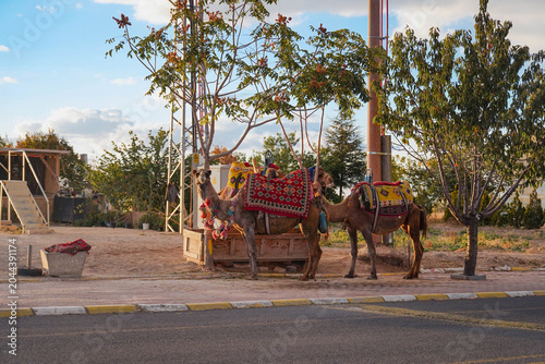 Fotografía Domesticated camels waiting for tourists under the trees during golden hour sunset light