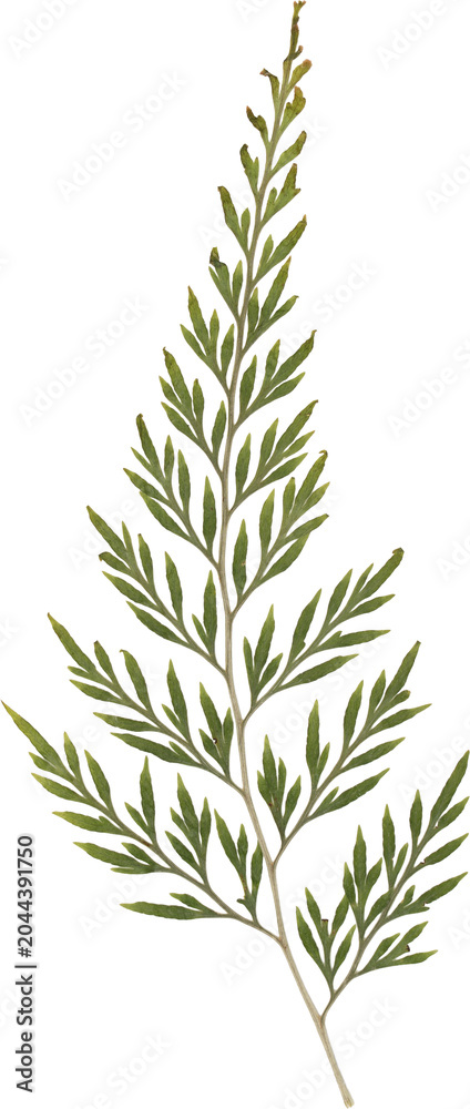 Fototapeta premium Green Vintage Pressed Dried Fern Frond