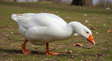 White goose grazing on green grass in daytime sunlight
