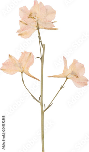 Pink Delicate Vintage Pressed Dried Delphinium Flower