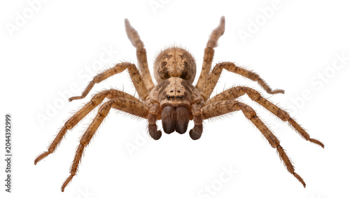 Foto Brown spider with hairy legs and body on white