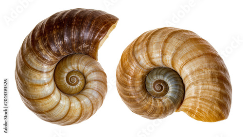 фотографія Two spiral nautilus shells with brown and beige stripes