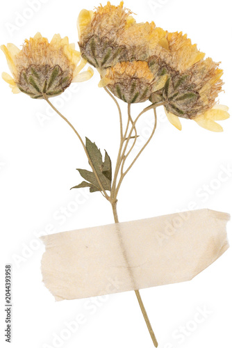 Yellow Vintage Pressed Chrysanthemum Flowers With Tape