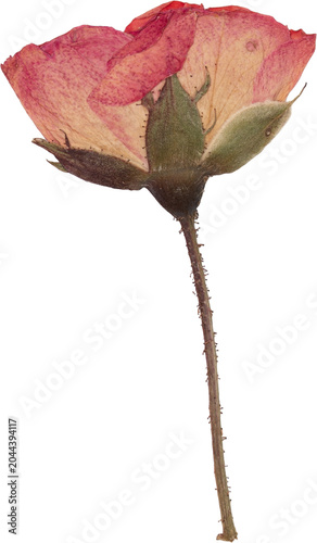 Red Vintage Pressed Dried Rose Flower