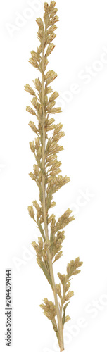Vintage Pressed Dried Goldenrod Flower Stem