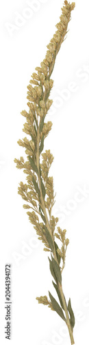 Vintage Pressed Dried Goldenrod Flower Stem