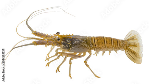 Slika na platnu Spiny Lobster Crustacean with Long Antennae and Segmented Tail