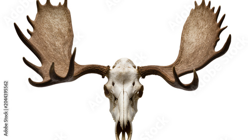 Obraz na płótnie Moose skull with large antlers, detailed bone structure