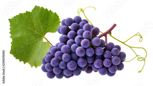 Fotografie Bunch of ripe purple grapes with green leaf