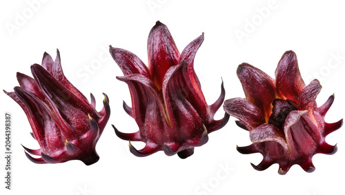 Obraz na plátně Three deep red roselle hibiscus flowers with yellow tips