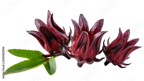 Картината върху платно Three red roselle flowers with green leaves