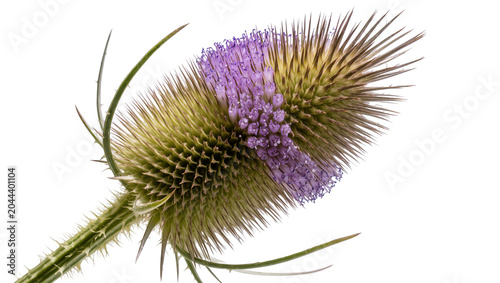 Photos Wild Teasel flower head with purple florets and spiky green bracts