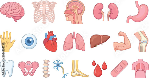 Human anatomy internal organs and body parts vector icon collection featuring realistic brain ribcage heart lungs kidney stomach eye tooth and bone elements for medical education