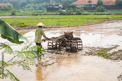 farmers plow the fields before planting rice