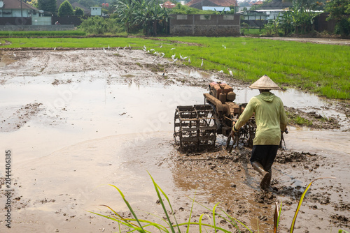 farmers plow the fields before planting rice