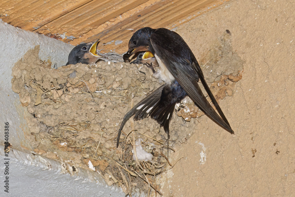 Naklejka premium European barn swallow feeding its young