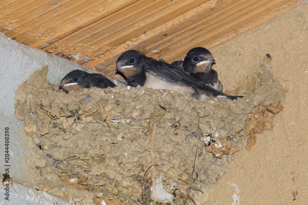 Naklejka premium European barn swallows, immatures in their nest