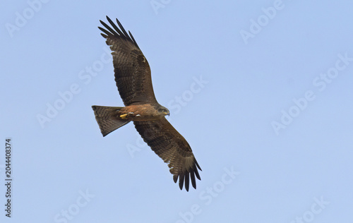 bottom view of european black kite in gliding flight