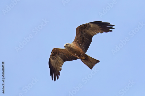 European black kite in flight looking for prey