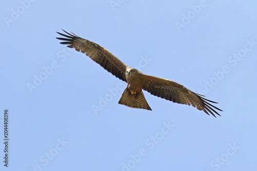 European black kite patrols its hunting territory