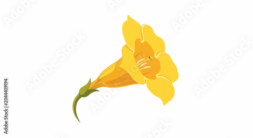 A single yellow trumpet-shaped flower with a green stem on a white background
