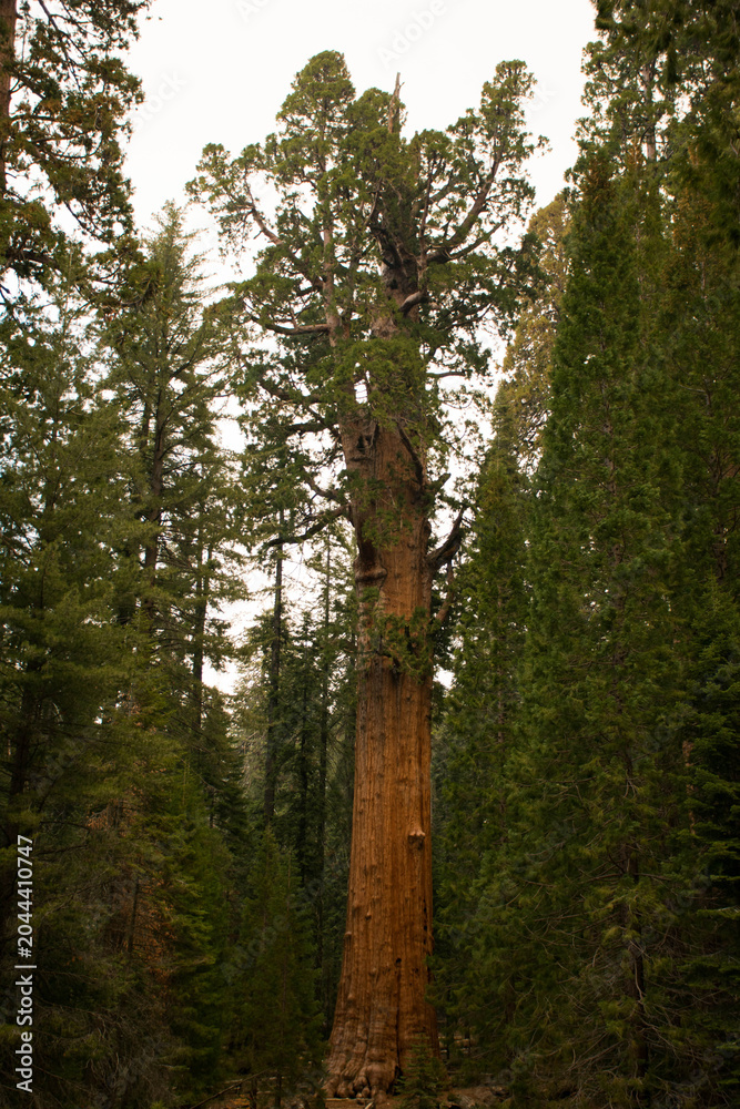 Fototapeta premium Secuoyas gigantes en el parque nacional de las Secuoyas en Estados Unidos